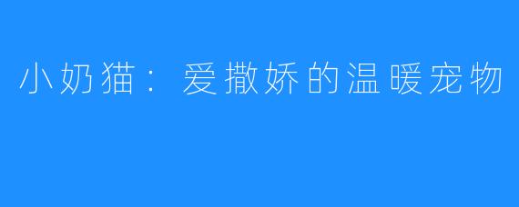 小奶猫：爱撒娇的温暖宠物
